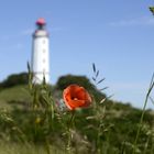 Mohn am Leuchtturm Dornbusch 