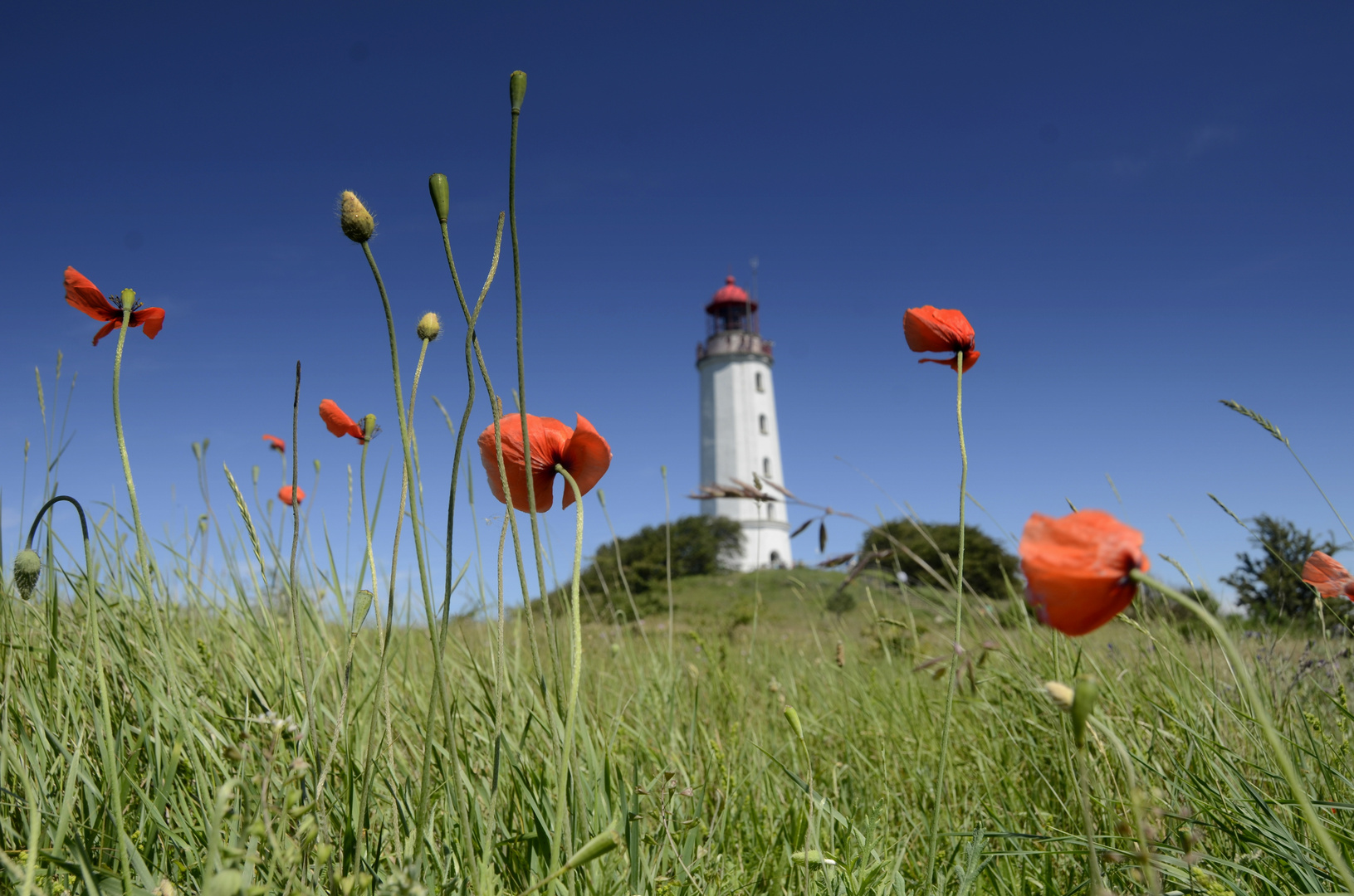 Mohn am Leuchtturm Dornbusch 