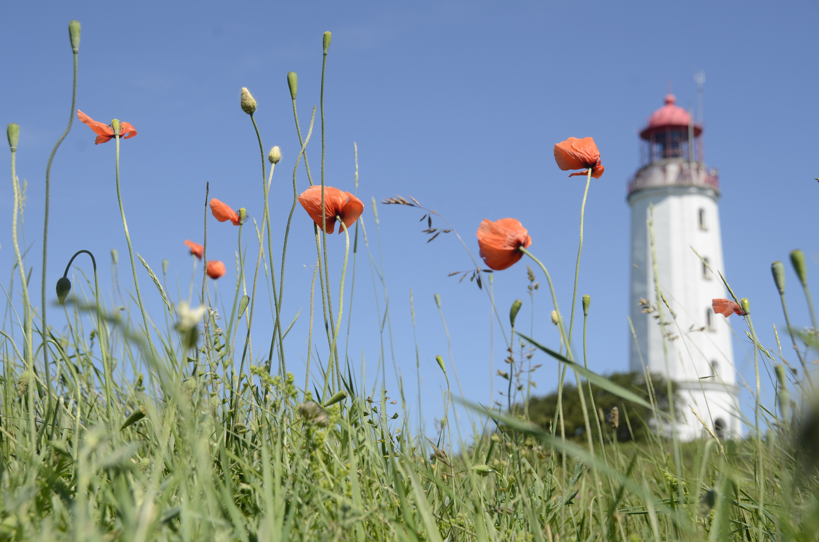 Mohn am Leuchtturm Dornbusch 