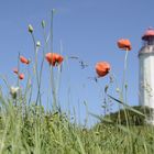 Mohn am Leuchtturm Dornbusch 