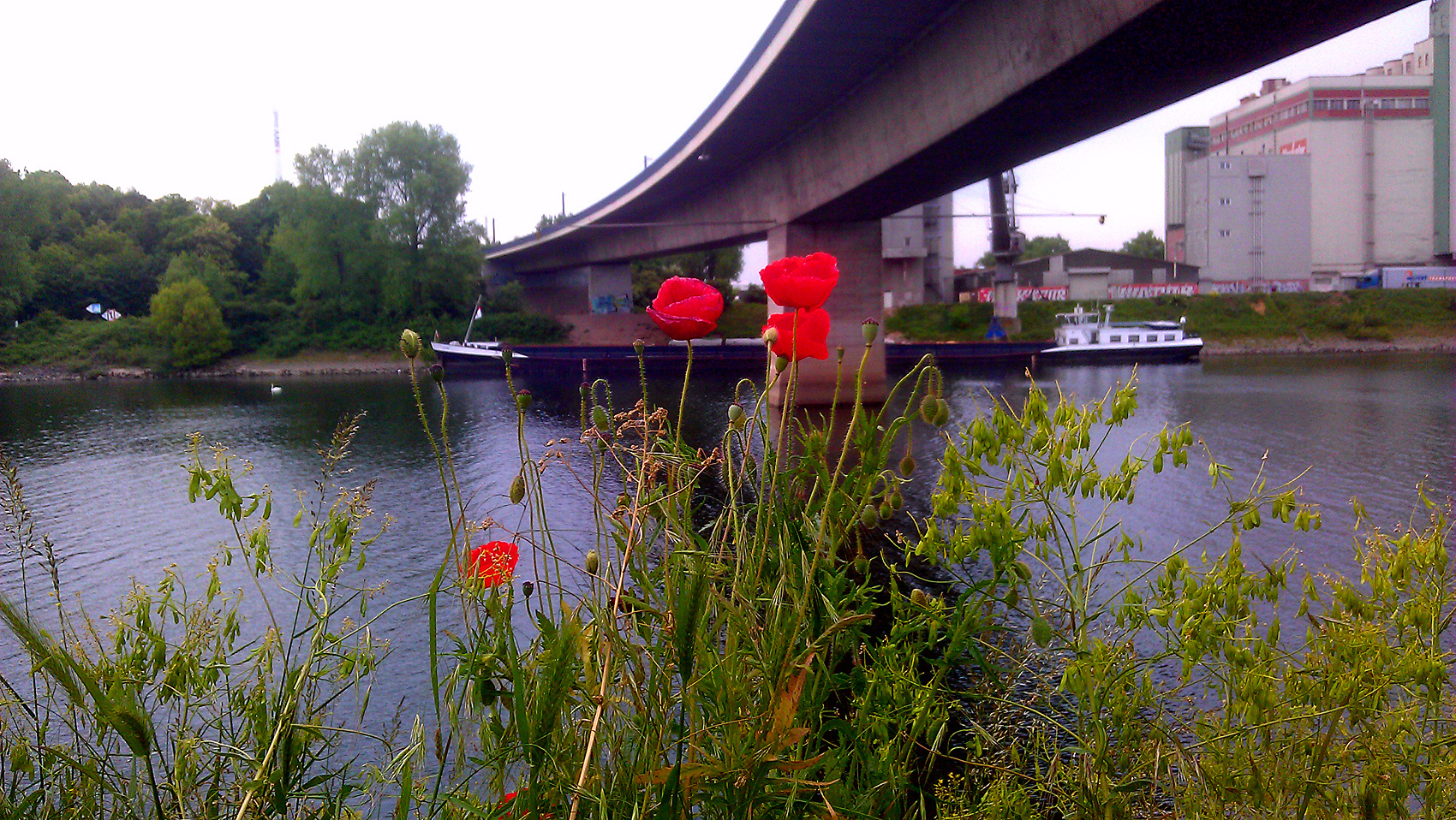 Mohn-am-Main-für-Mittwoch-