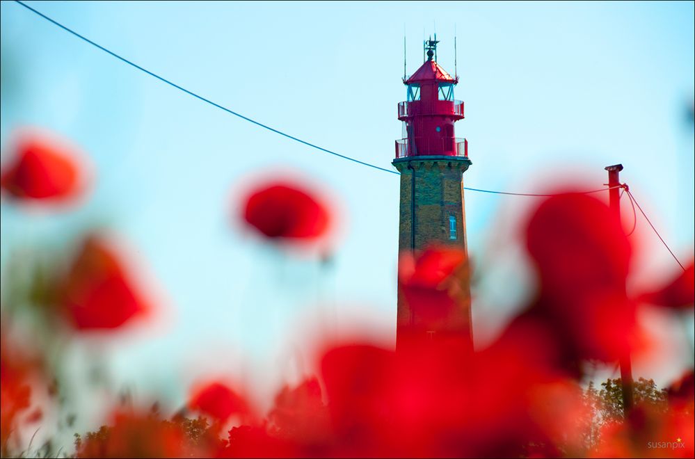 Mohn am Meer