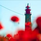 Mohn am Meer