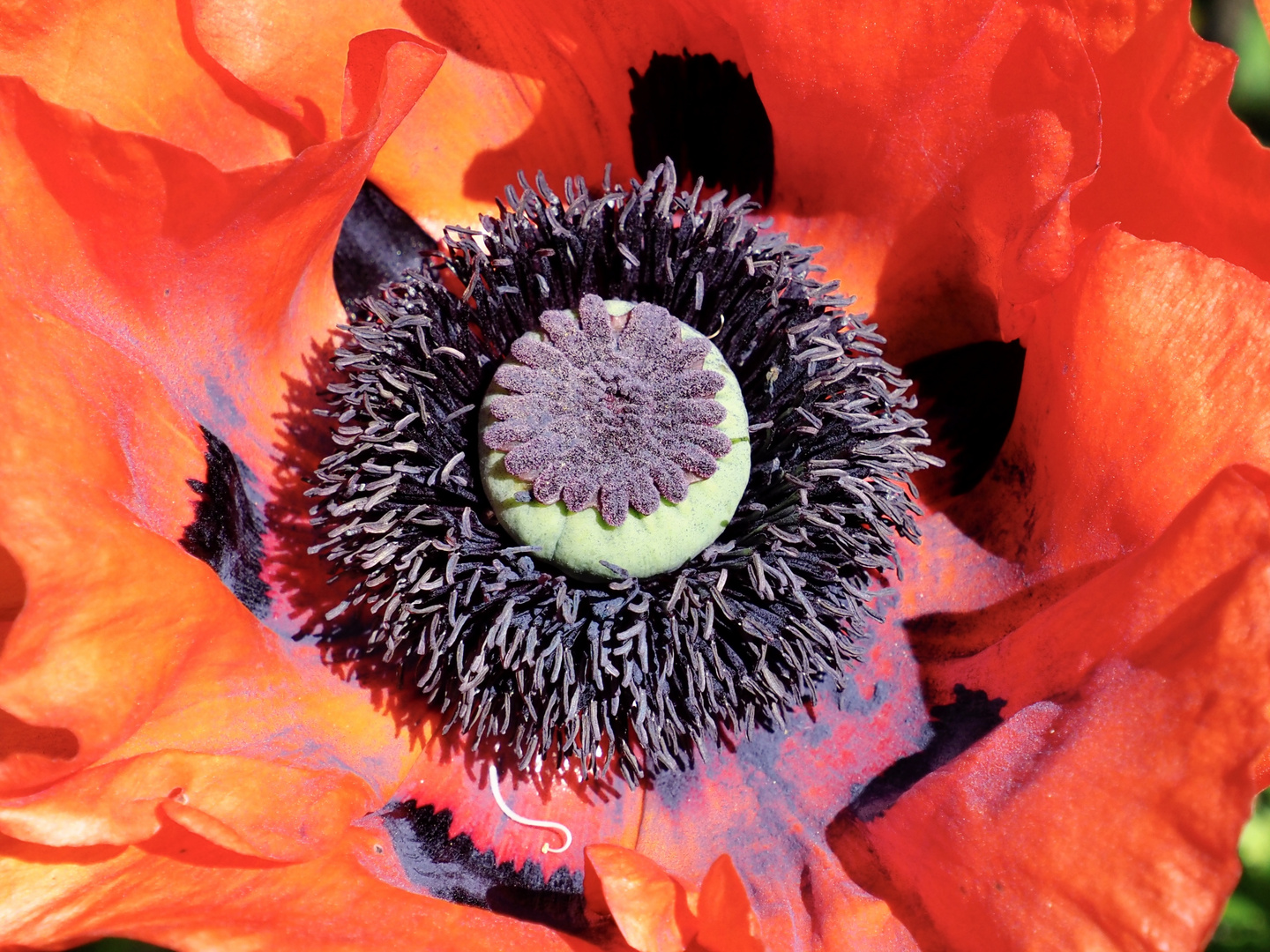 Mohn am Meer