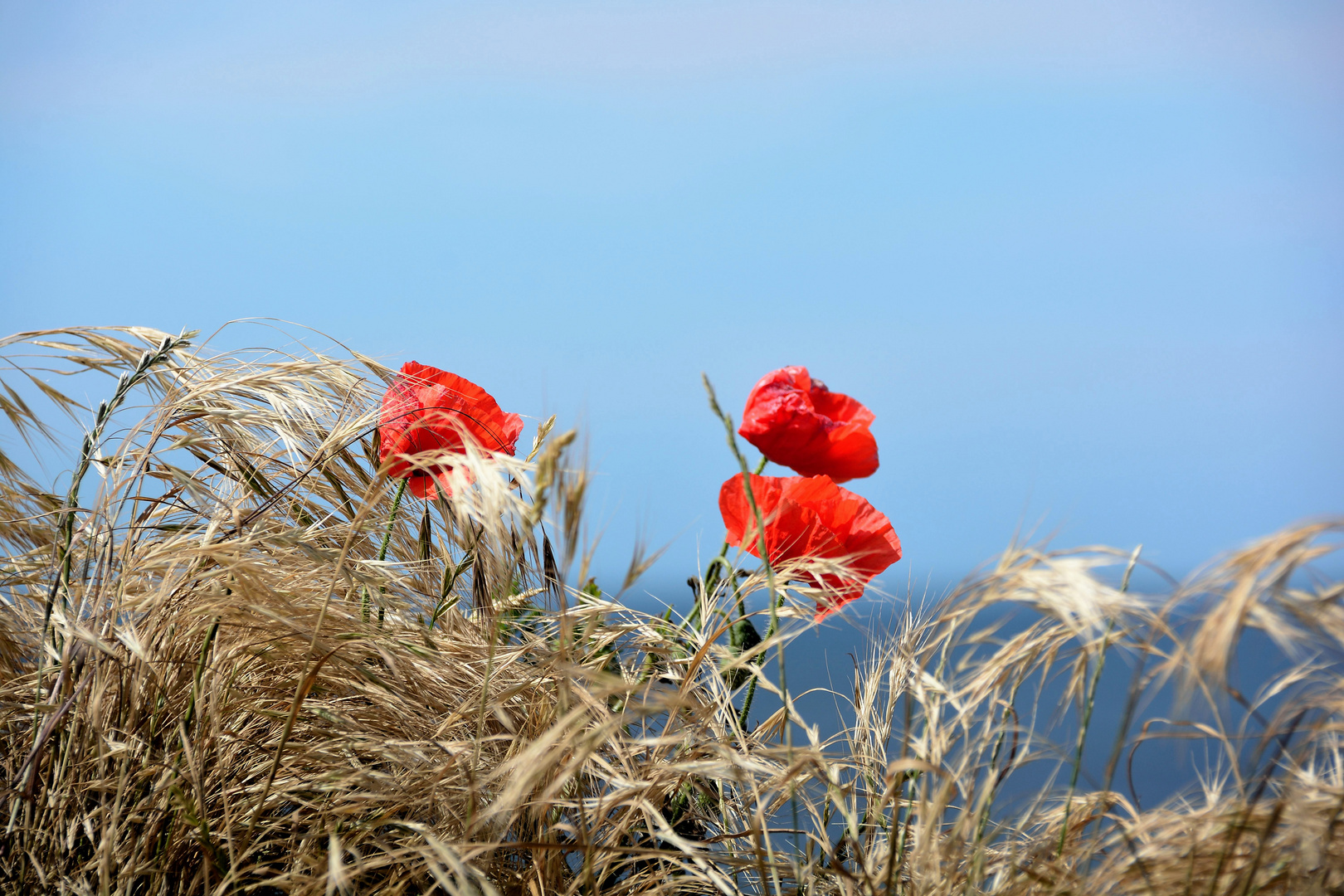 MOHN am Meer