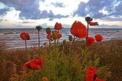 Mohn am Meer