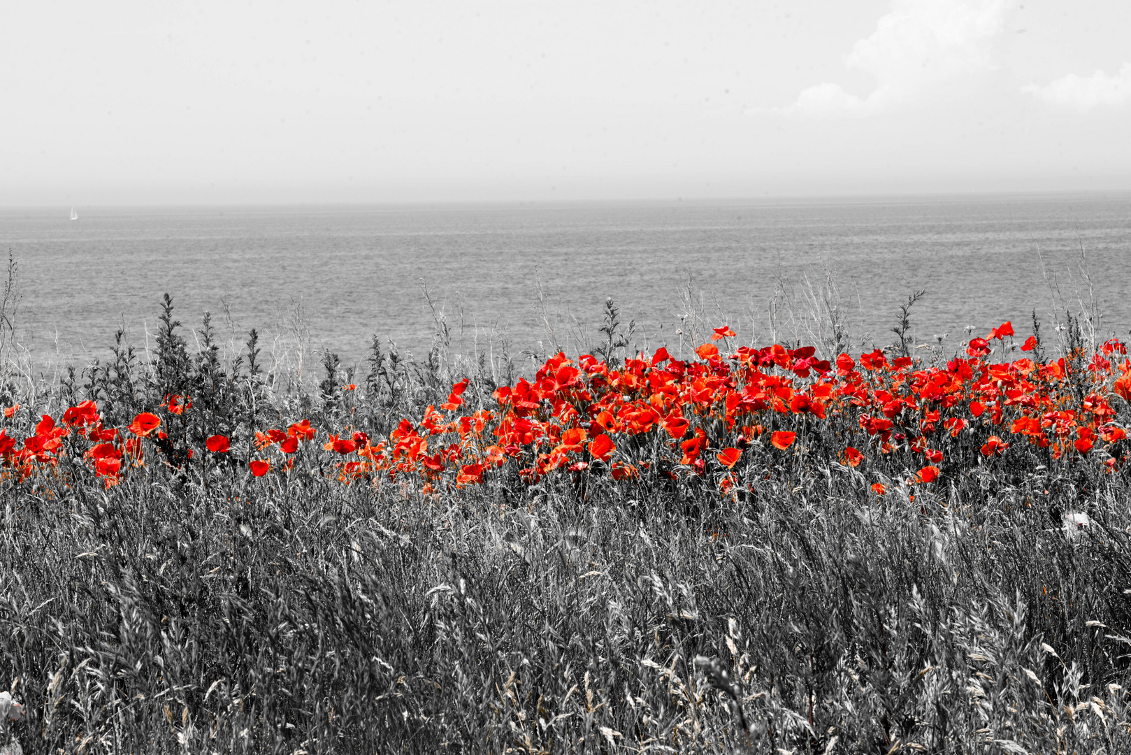 Mohn am Meer