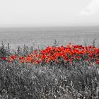 Mohn am Meer