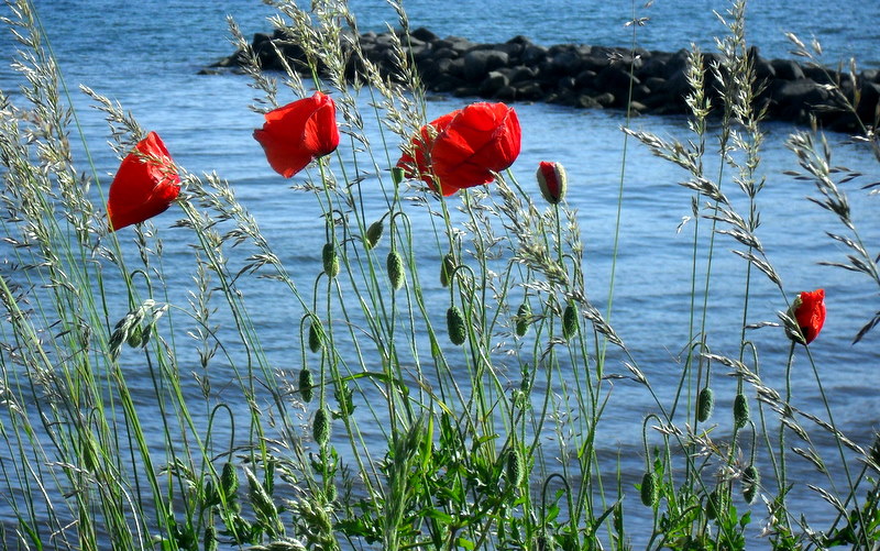 Mohn am Meer