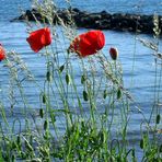 Mohn am Meer