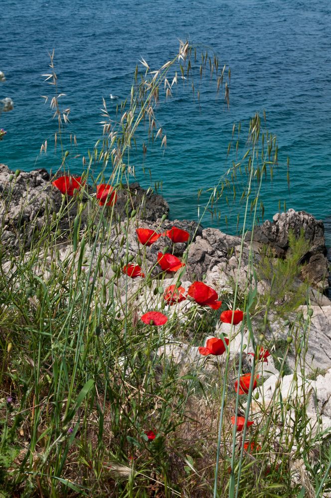 Mohn am Meer