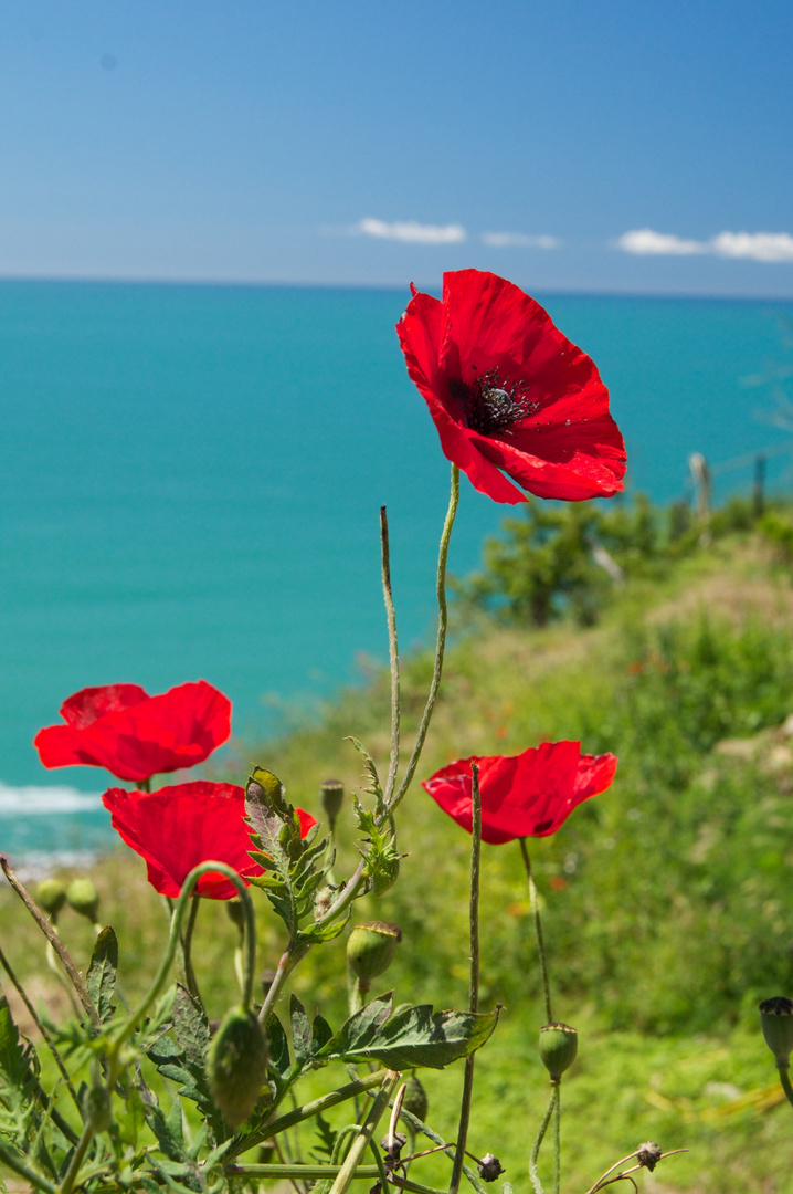 Mohn am Meer