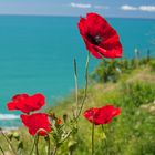 Mohn am Meer