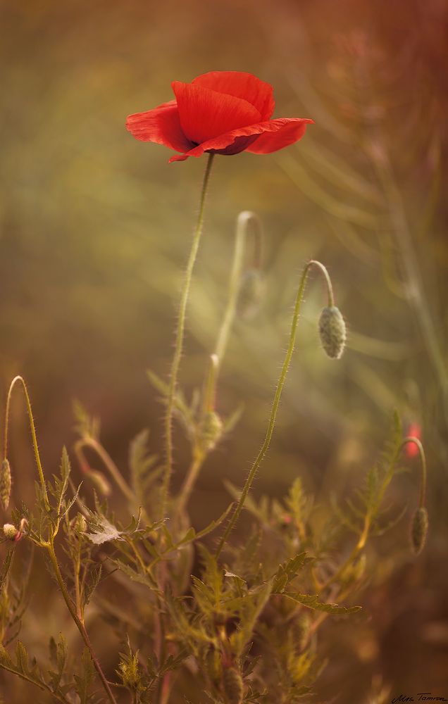 Mohn am Mittwoch ...