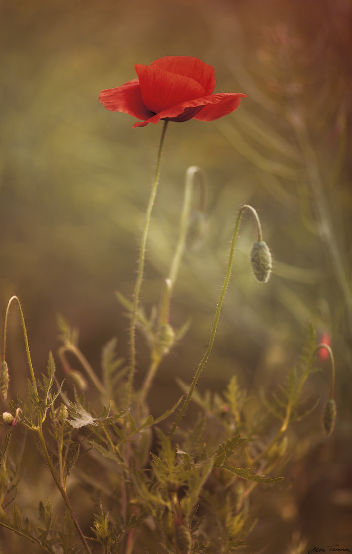 Mohn am Mittwoch ...