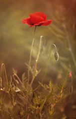 Mohn am Mittwoch ...