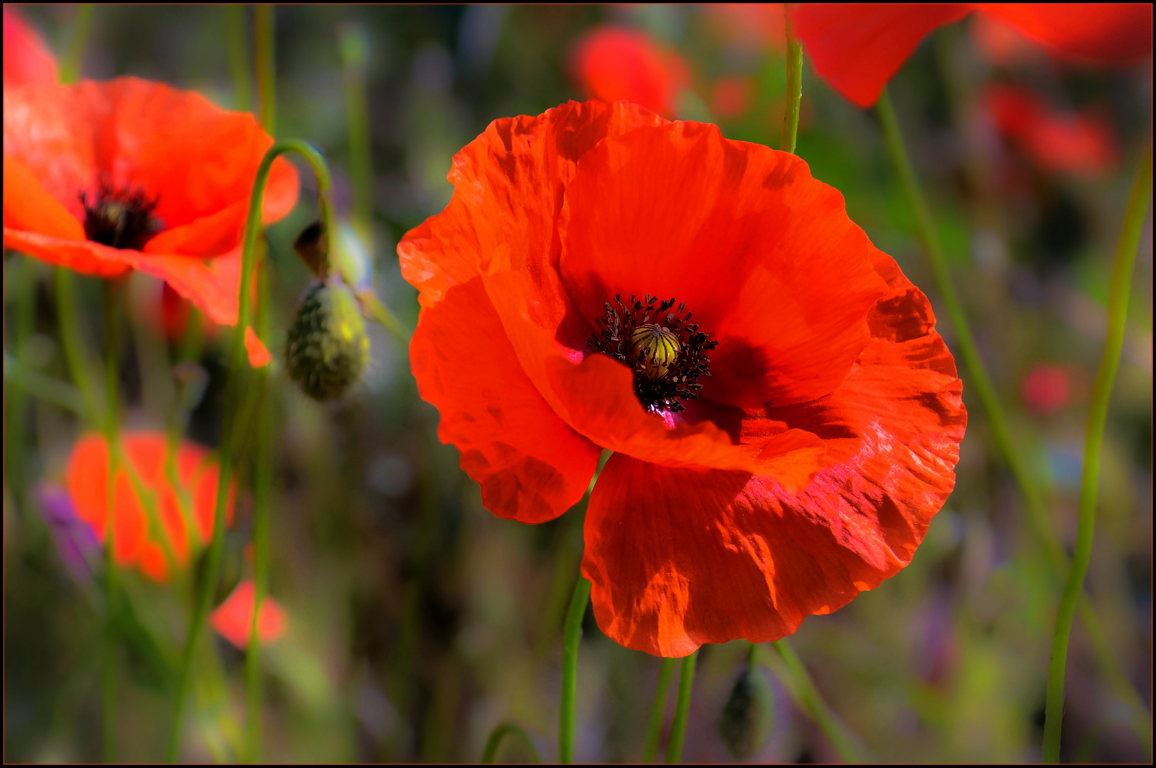 Mohn am Mittwoch