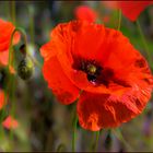 Mohn am Mittwoch