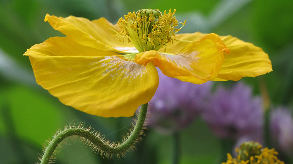 Mohn am Montag