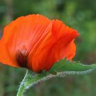 Mohn am Montag