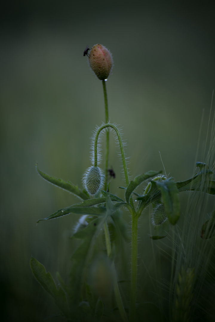 Mohn am Morgen (2)