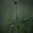 Mohn am Morgen (2)