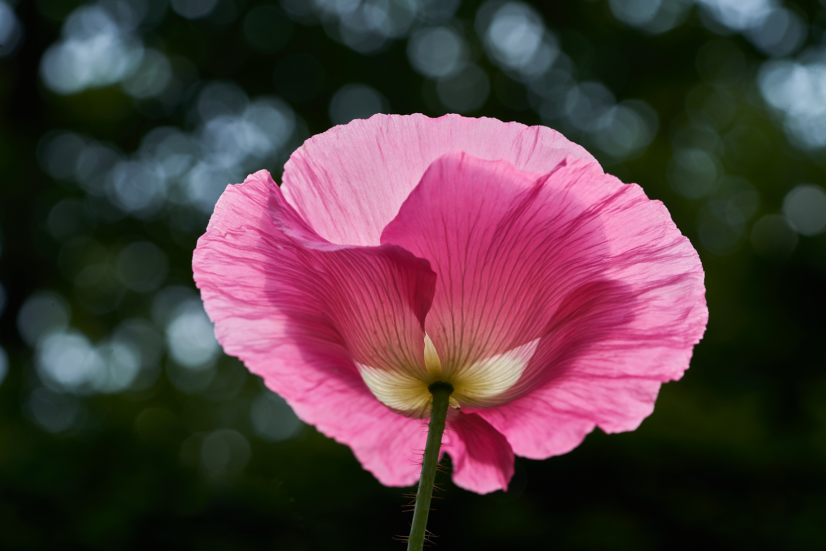 Mohn am Morgen