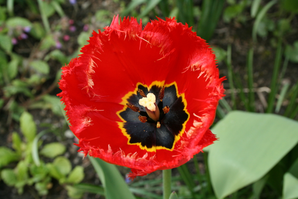 Mohn am Morgen