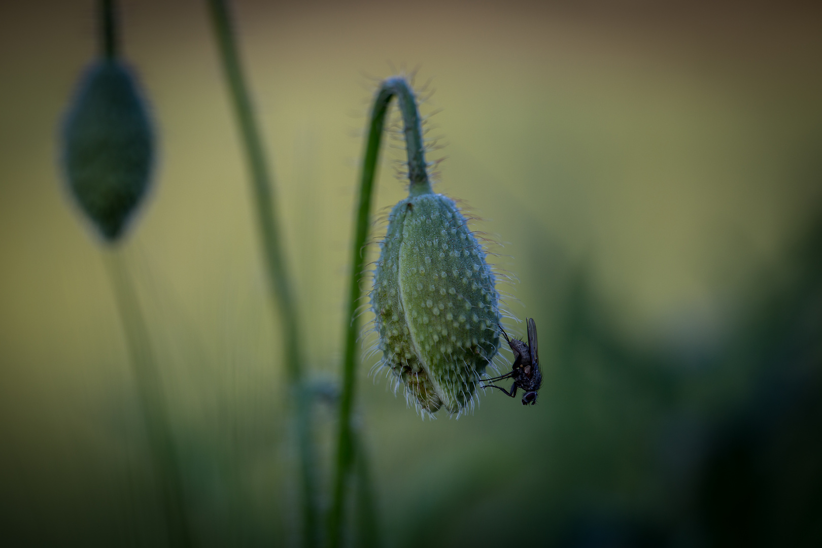 Mohn am Morgen (3)