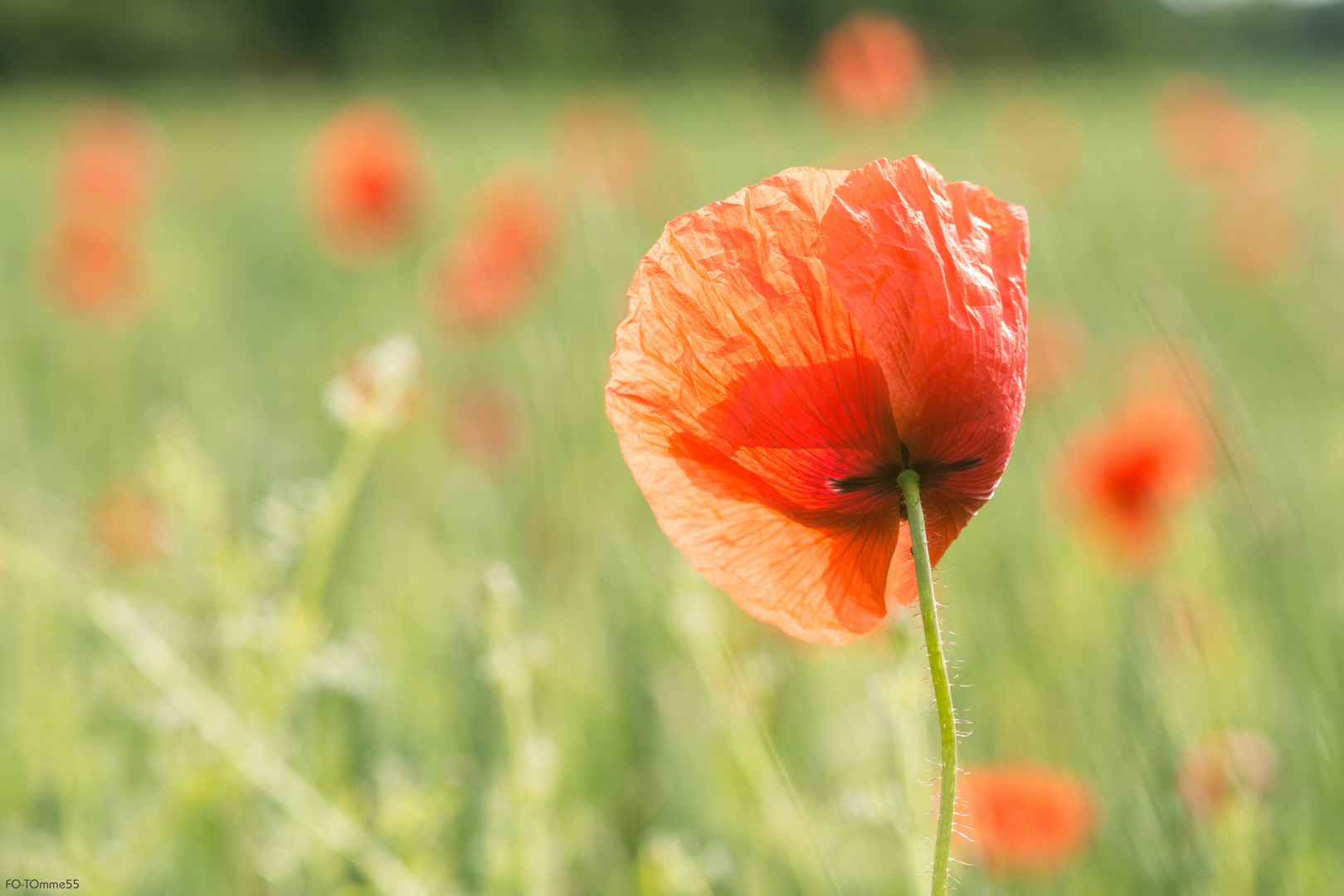 Mohn am Morgen