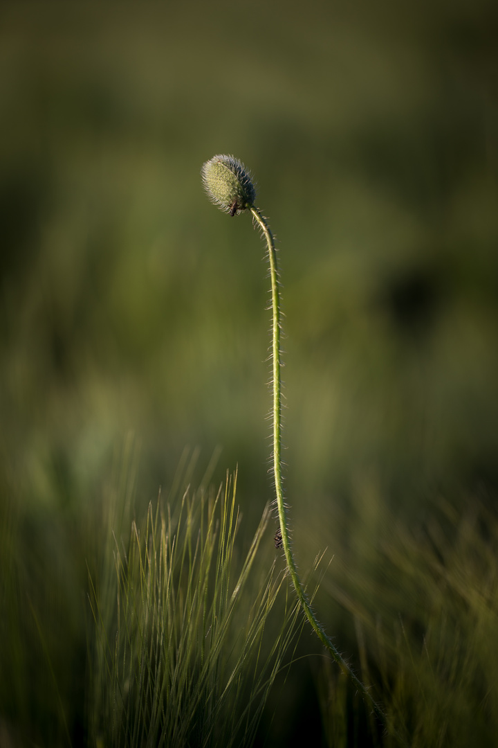 Mohn am Morgen (6)