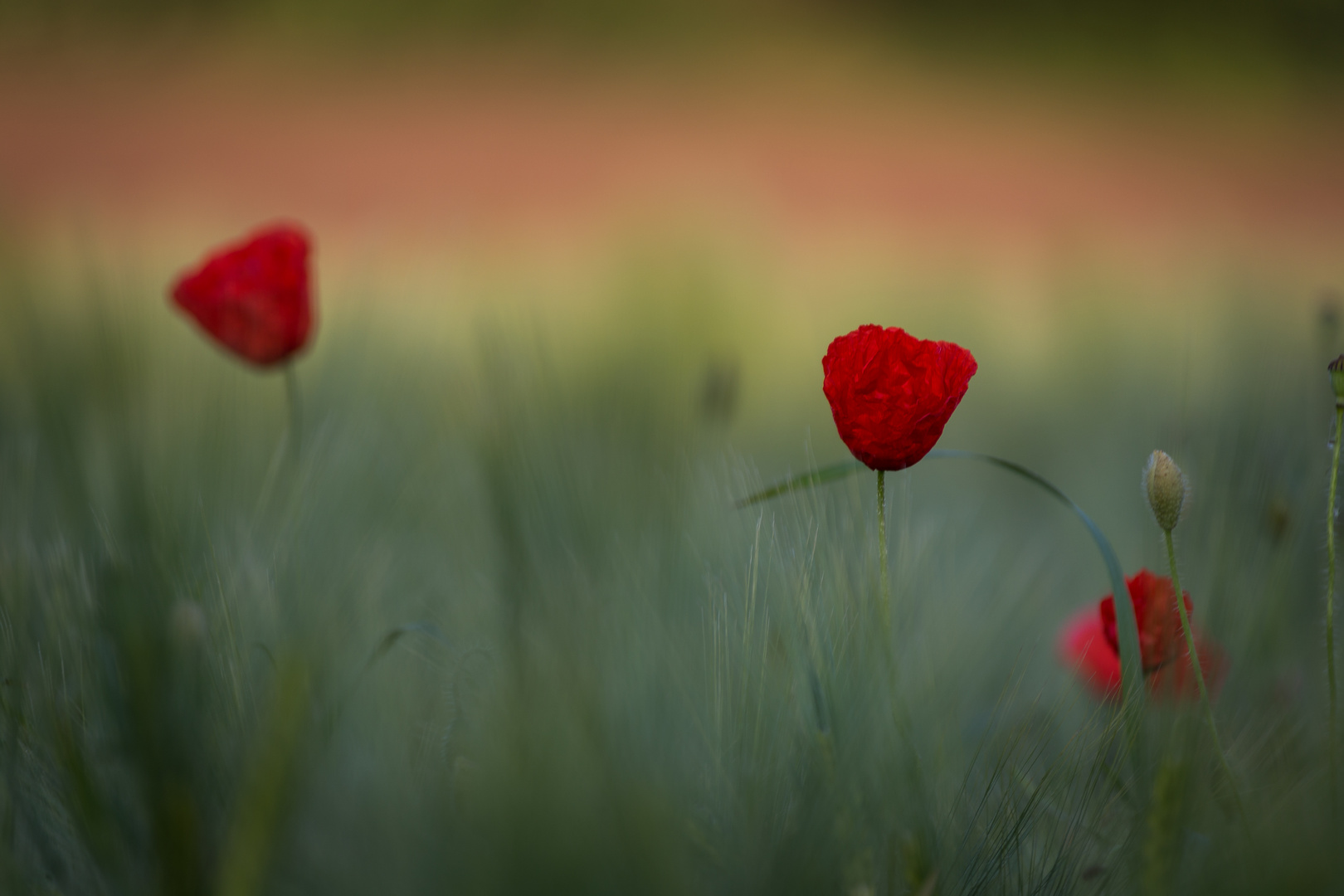 Mohn am Morgen