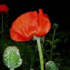 Mohn am Morgen