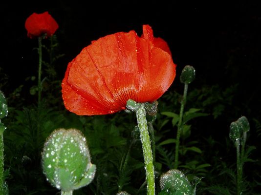 Mohn am Morgen