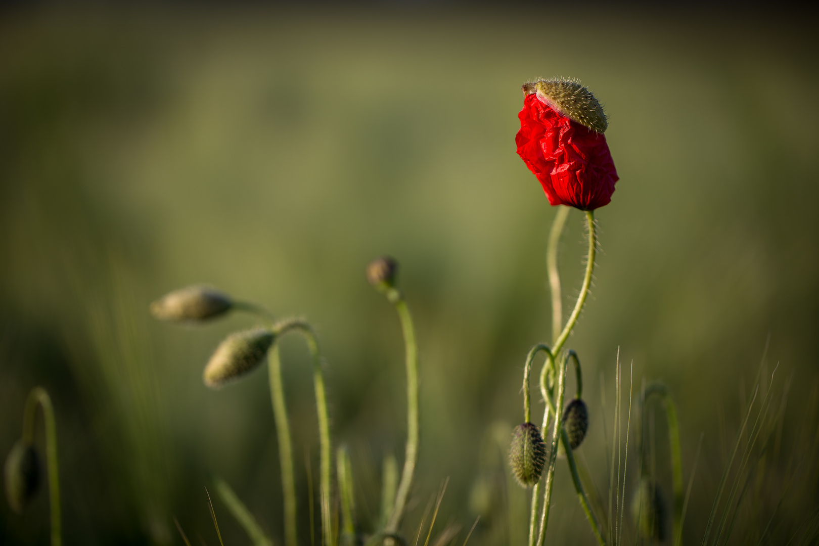 Mohn am Morgen (7)