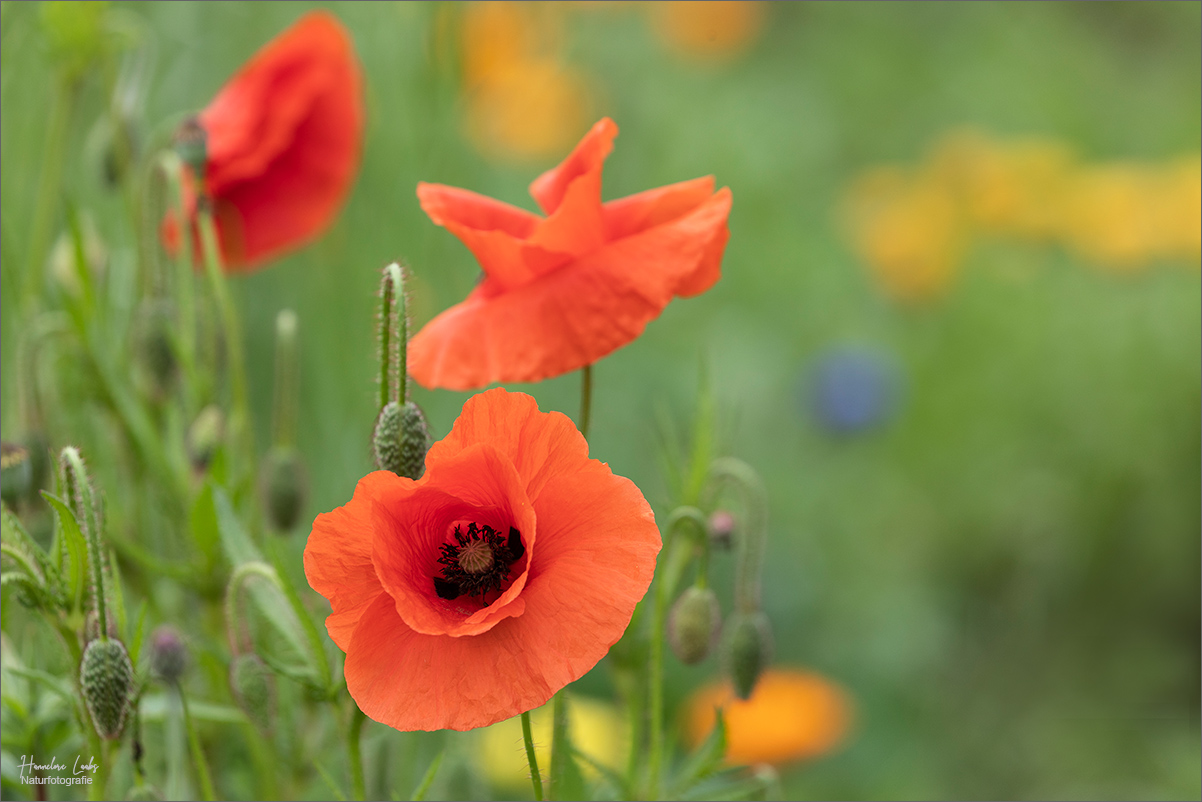 Mohn am Morgen 