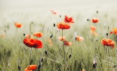 Mohn am Morgen