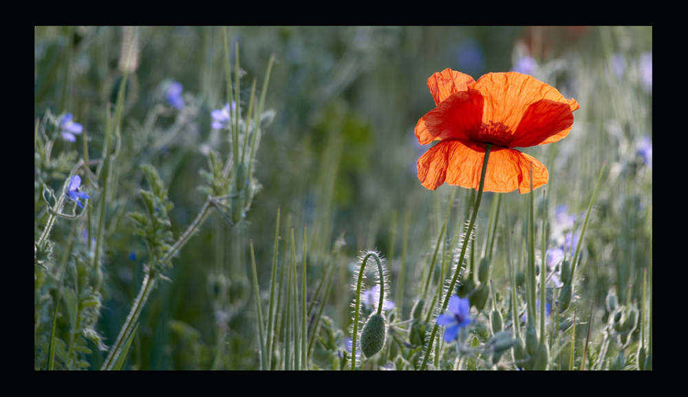 mohn am morgen