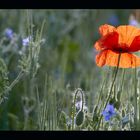 mohn am morgen