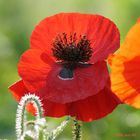 Mohn am Morgen