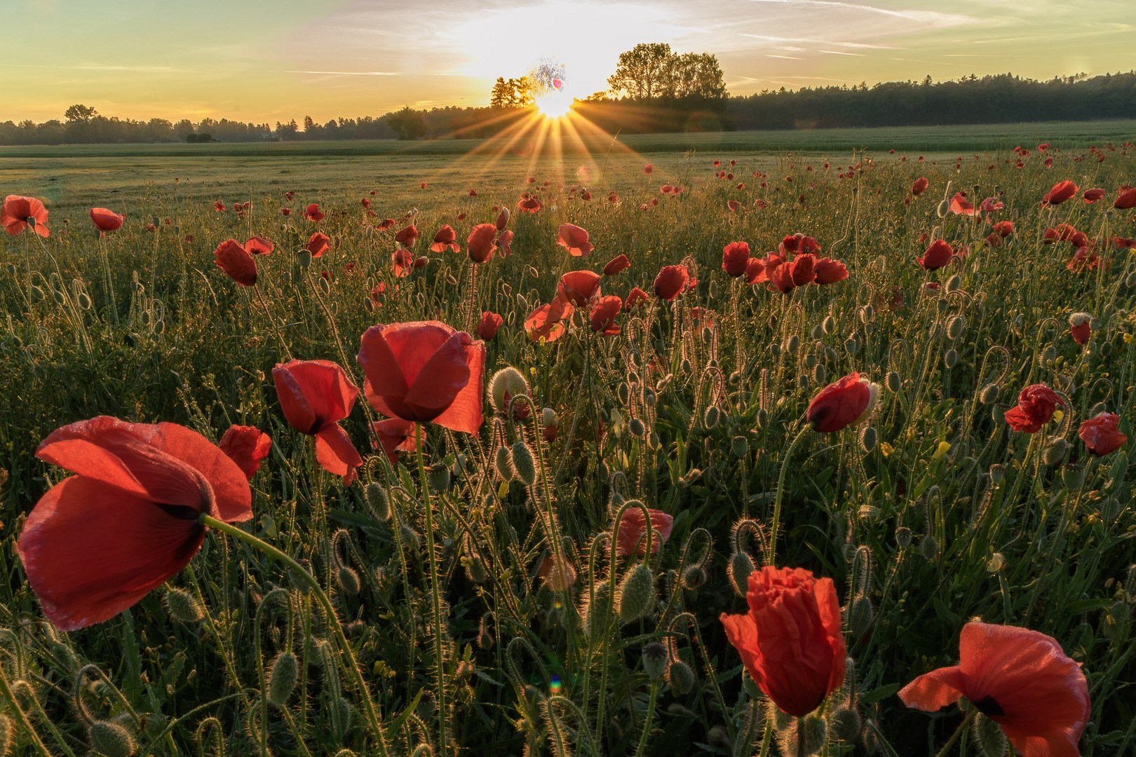 Mohn am Morgen 