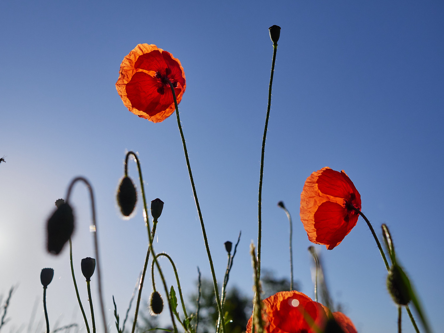 Mohn am Morgen vertreibt Kummer und Sorgen