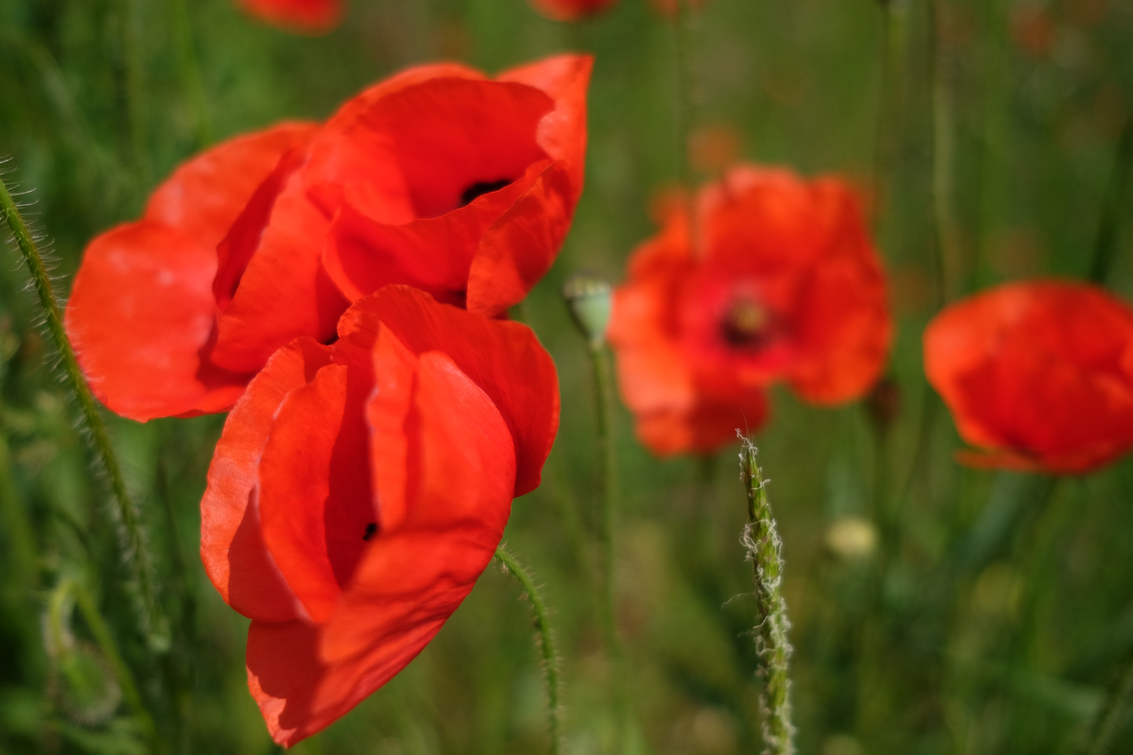 Mohn am Neckarufer 052017