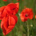 Mohn am Neckarufer 052017