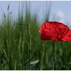 Mohn am Rande der Stadt