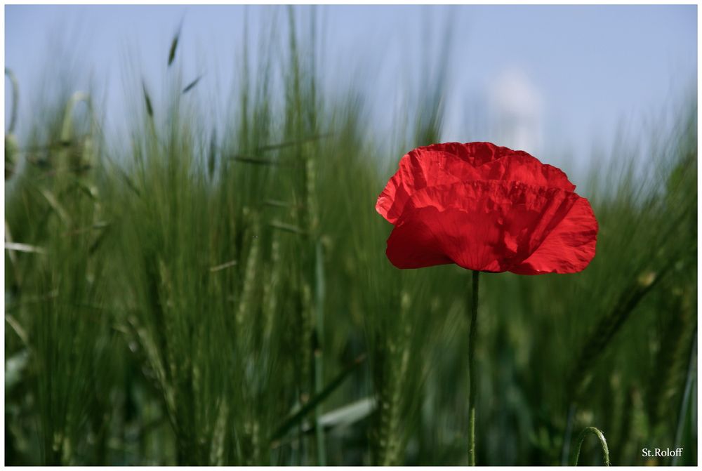 Mohn am Rande der Stadt