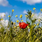 Mohn am Rapsfeldrand_1