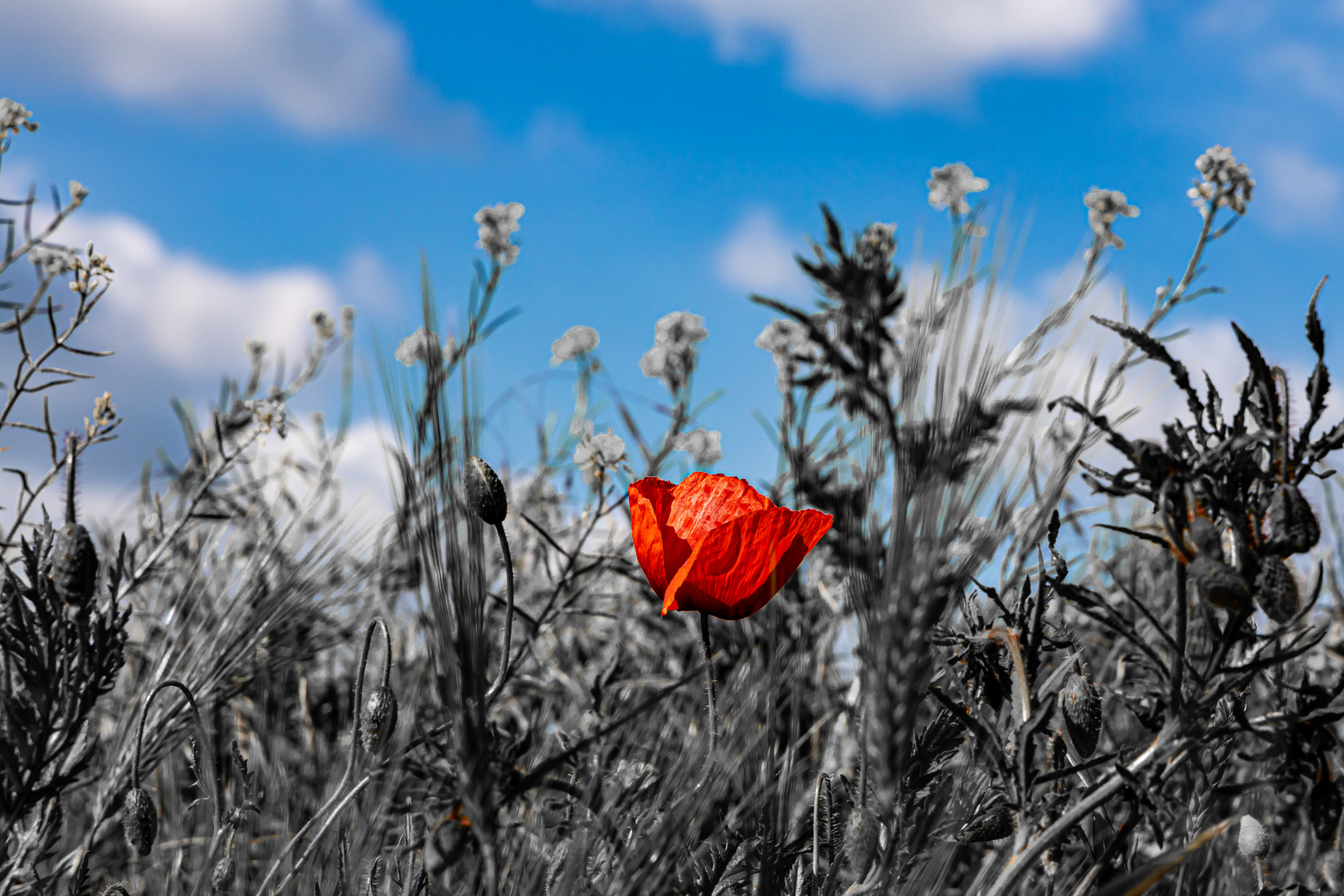 Mohn am Rapsfeldrand_2