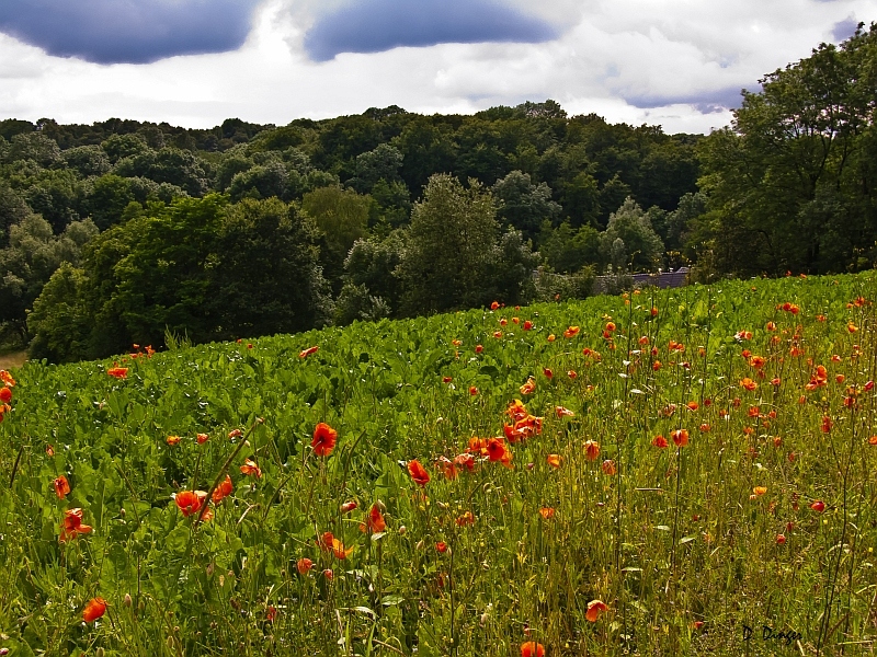 Mohn am Rübenacker