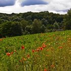 Mohn am Rübenacker